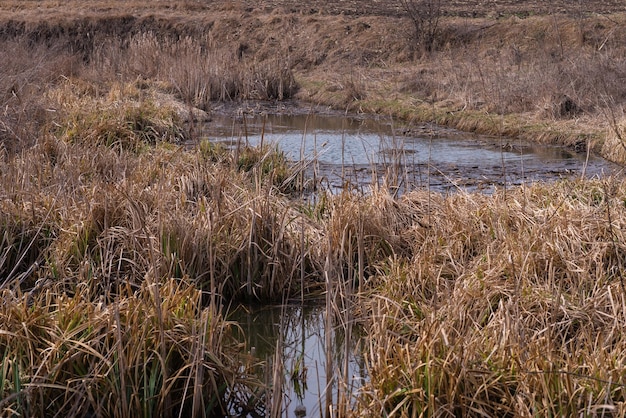 Uitzicht op moeras vervuild rivierlandschap