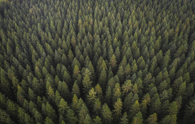 Uitzicht op natuurlijk groen bos met drone