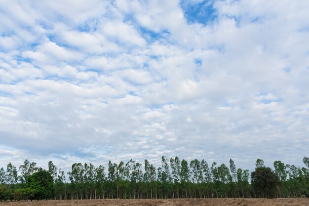 Uitzicht op natuurlijke boom