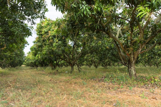 uitzicht op natuurlijke boom