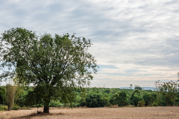 uitzicht op natuurlijke boom