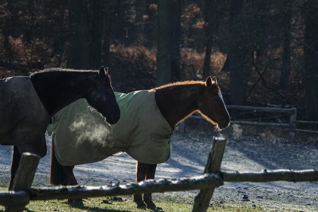 Foto uitzicht op paard in het veld