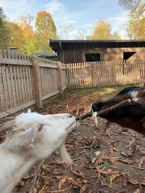 Foto uitzicht op paard in het veld