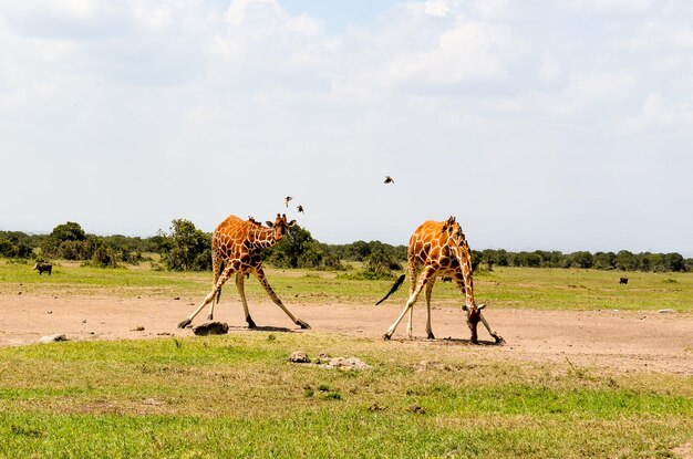 Foto uitzicht op paard op het veld tegen de lucht