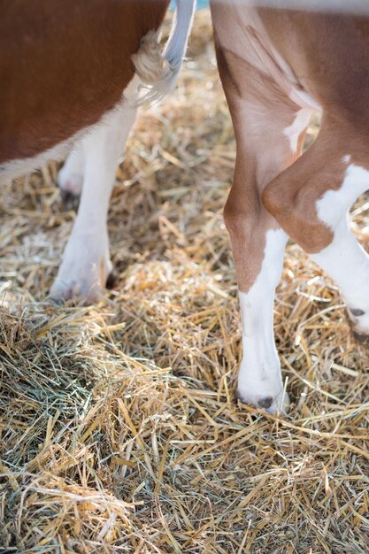 Uitzicht op paarden die op het veld grazen