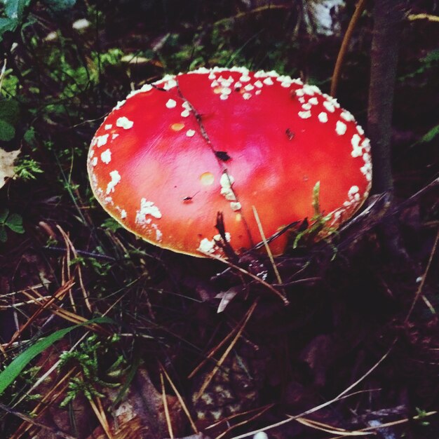 Foto uitzicht op paddenstoel