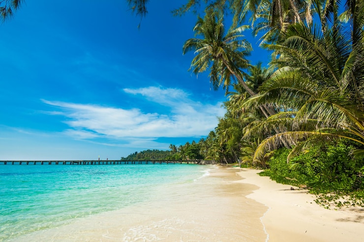 Foto uitzicht op palmbomen op het strand