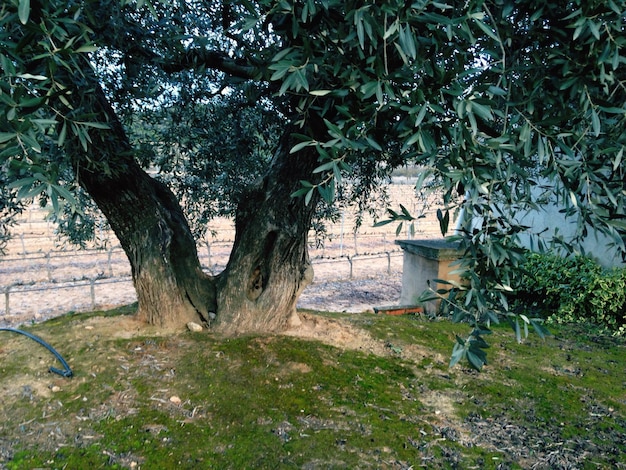 Foto uitzicht op planten en bomen