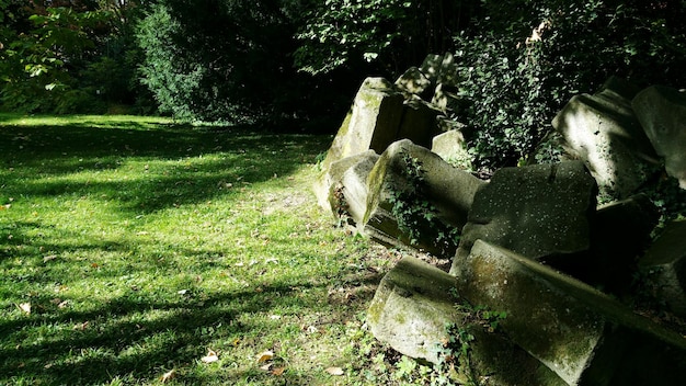 Foto uitzicht op planten op bomen