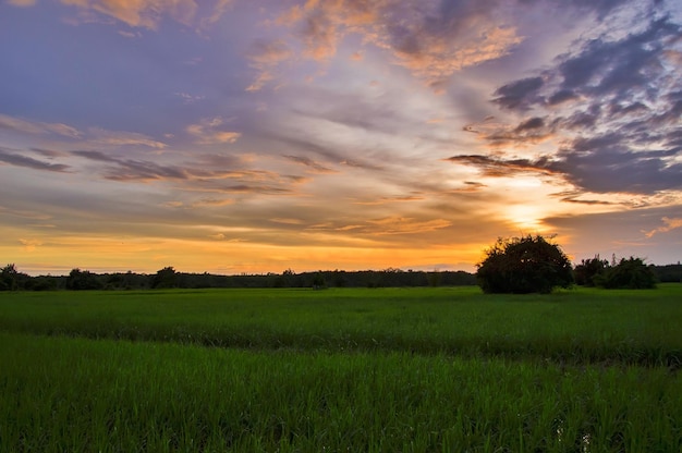 Uitzicht op rijst ingediend met dramatische zonsonderganghemel