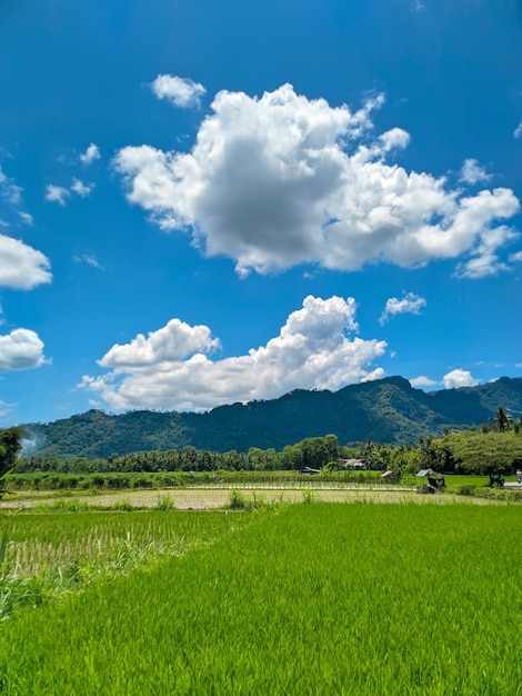 Uitzicht op rijstvelden in het landelijke deel van Indonesië in de vroege zomer