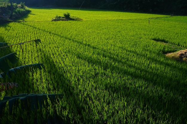 uitzicht op rijstvelden met groene rijstplanten