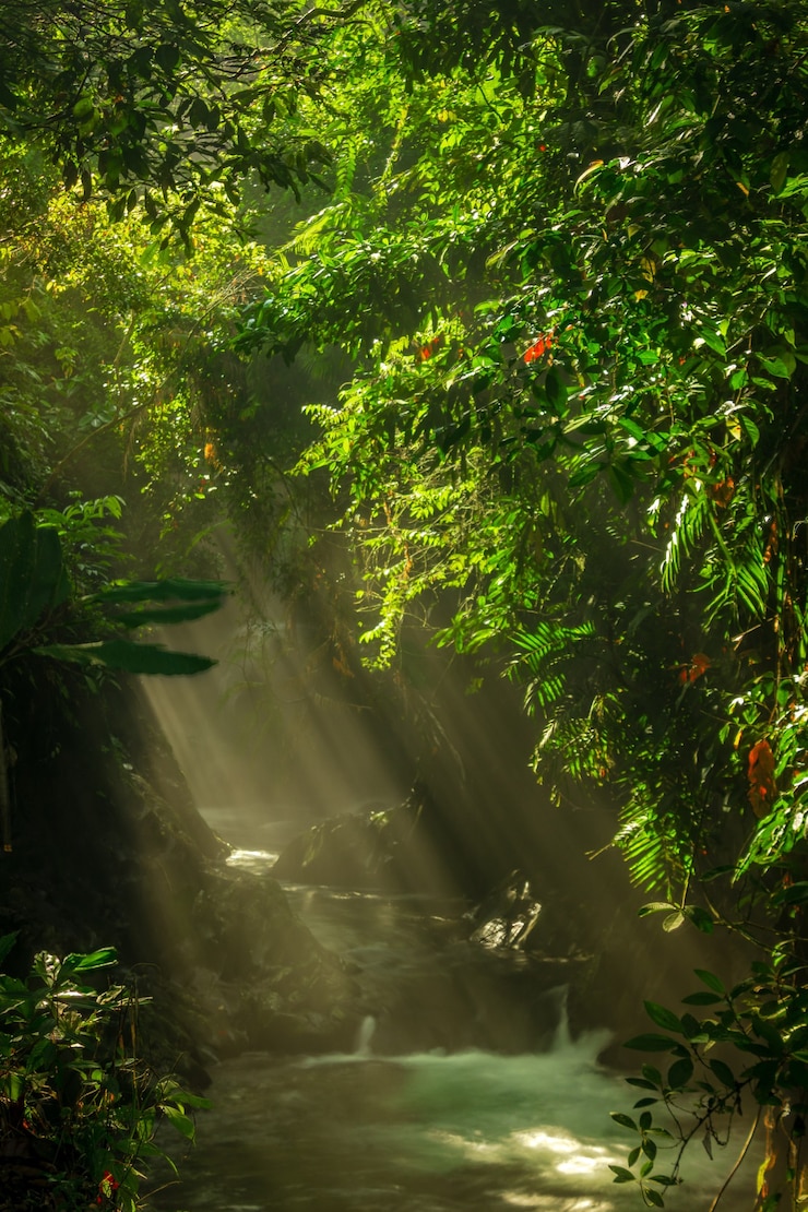 Foto uitzicht op rivierwater in de ochtend met zonneschijn met groene bladeren in indonesisch tropisch bos