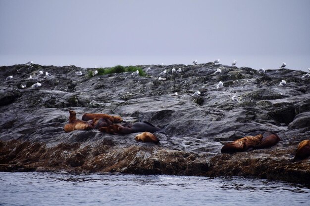 Foto uitzicht op rotsen in de zee tegen een heldere lucht