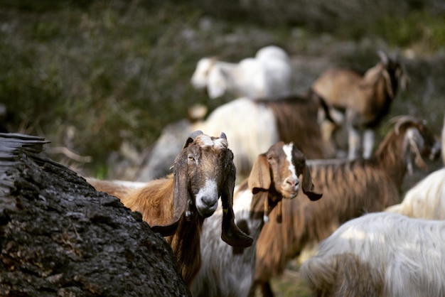 Foto uitzicht op schapen op de rots