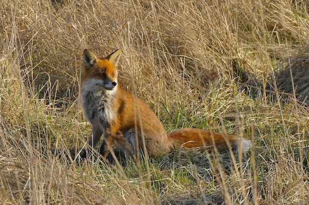 Foto uitzicht op schapen op het land