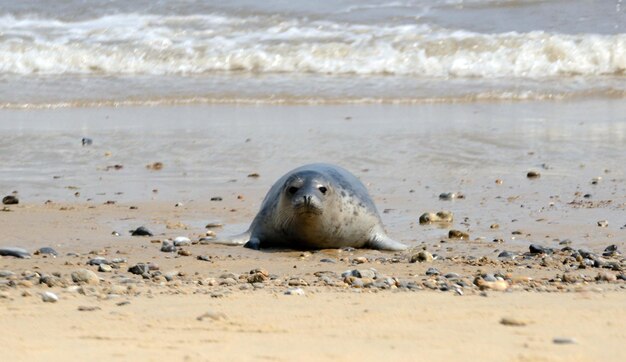 Uitzicht op schapen op het strand