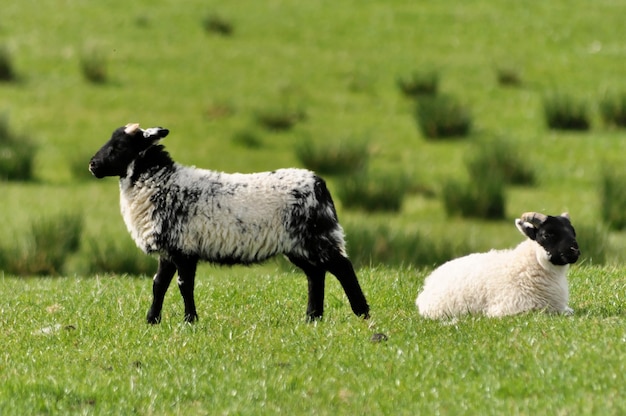 Uitzicht op schapen op het veld