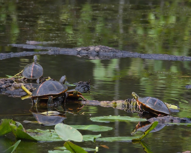 Foto uitzicht op schildpadden die in het meer zwemmen