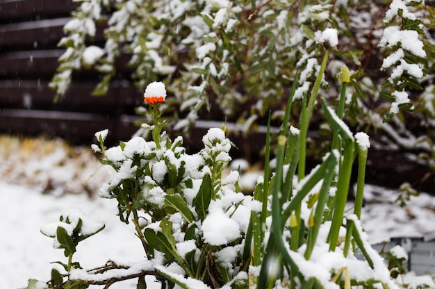 Foto uitzicht op sneeuwbedekte planten in de winter