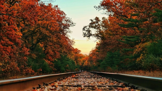 Uitzicht op spoorlijnen te midden van bomen in de herfst