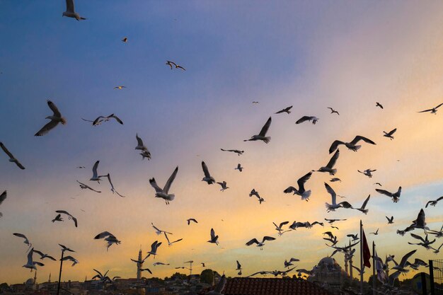 Uitzicht op te veel meeuwen met blauwe lucht