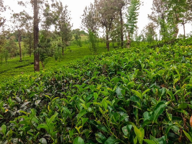 Uitzicht op theeplantages in Sri Lanka. Thee teelt.