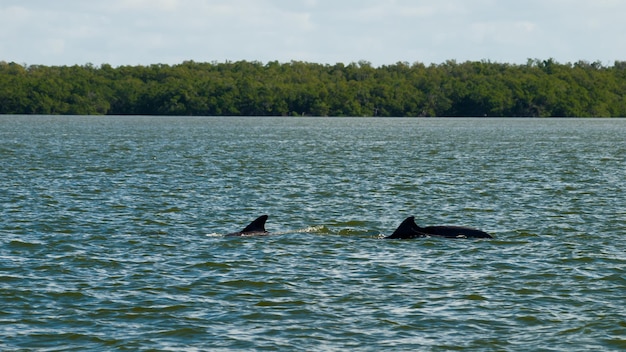 Uitzicht op tienduizend eilanden vanaf de westkant van chokoloskee island.