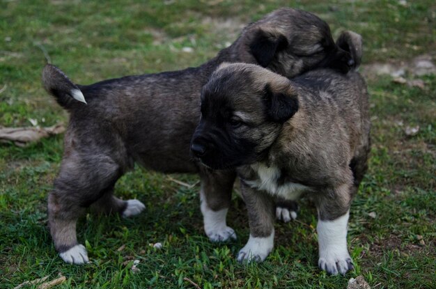 Foto uitzicht op twee honden op het veld