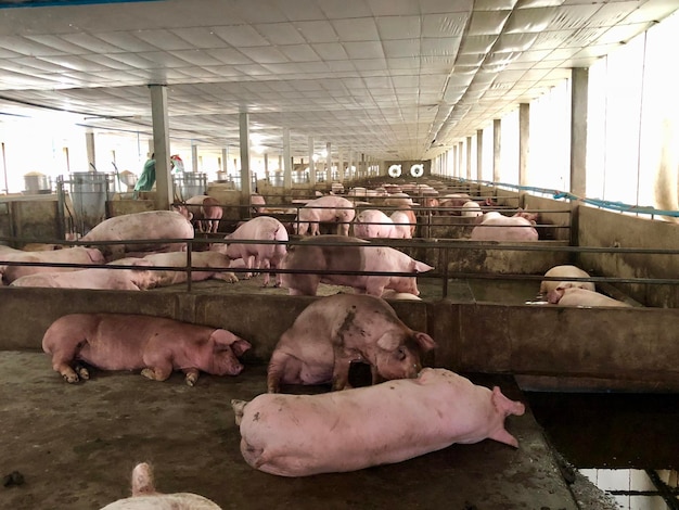 Foto uitzicht op varkens op de boerderij