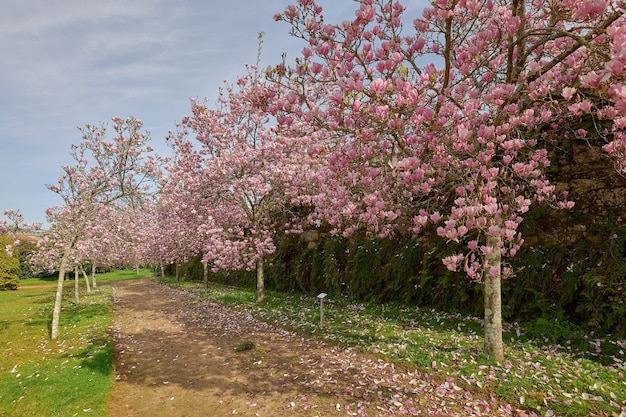 Uitzicht op verschillende magnoliabomen in bloei aan de rand van een pad.