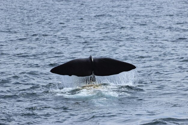 Foto uitzicht op vissen die in de zee zwemmen