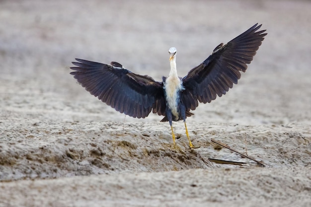 Uitzicht op vliegende vogels