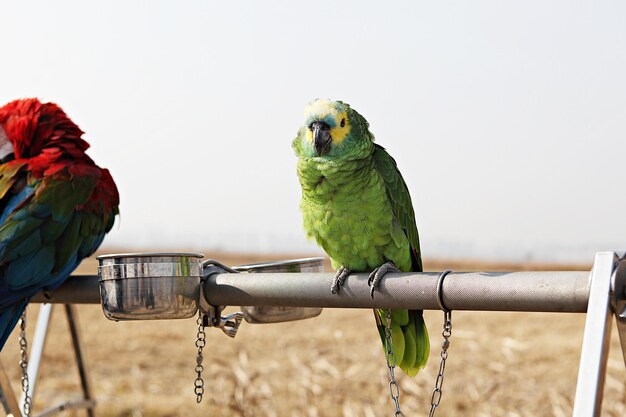 Uitzicht op vogels die op metaal zitten