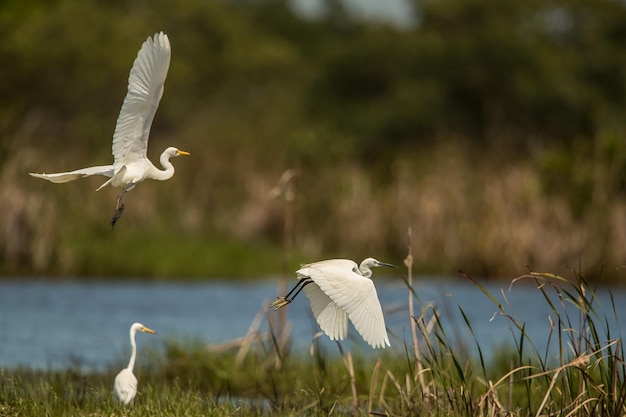 Uitzicht op vogels die over het land vliegen