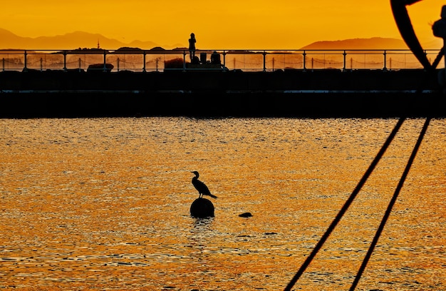 Foto uitzicht op vogels die tijdens de zonsondergang tegen de hemel op de kust zitten