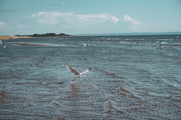 Foto uitzicht op vogels in de zee