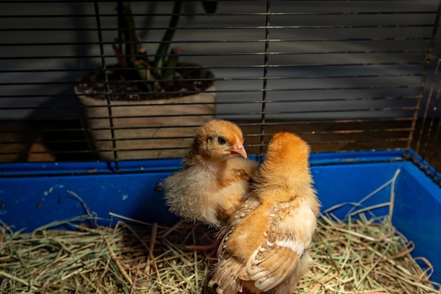 Foto uitzicht op vogels in een kooi