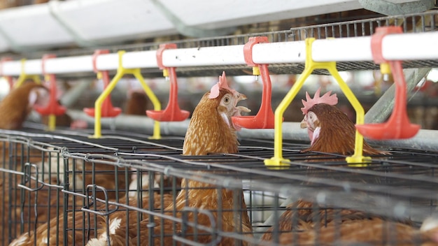 Foto uitzicht op vogels in een kooi