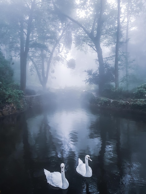 Uitzicht op vogels in het meer in het mistige bos