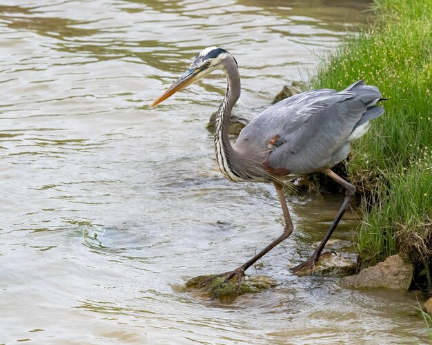 Foto uitzicht op vogels in het meer