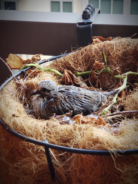 Uitzicht op vogels in het nest