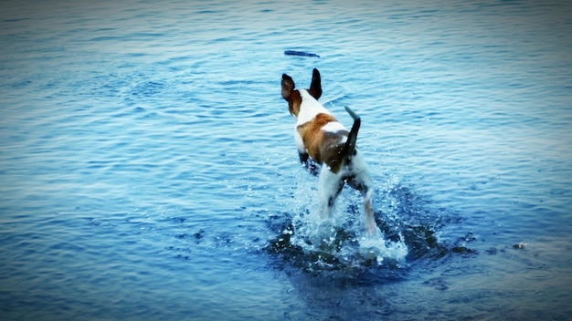 Foto uitzicht op vogels in het water