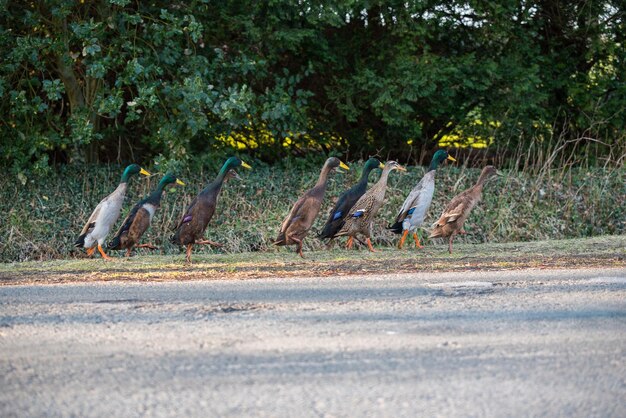 Foto uitzicht op vogels op de weg