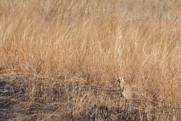 Uitzicht op vogels op droog gras