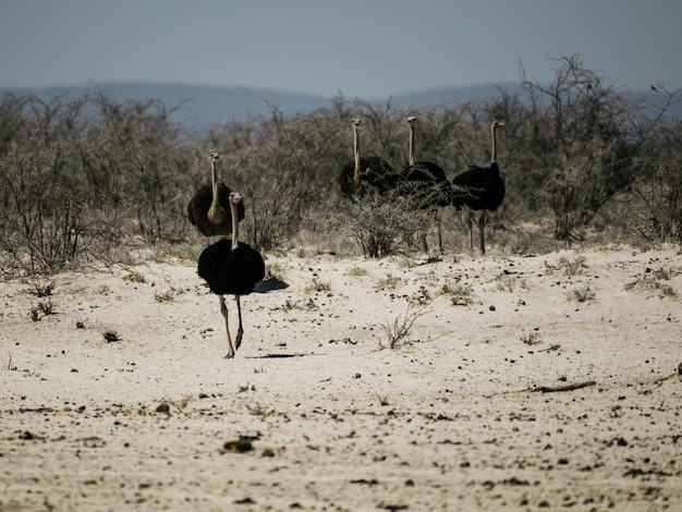 Foto uitzicht op vogels op het land