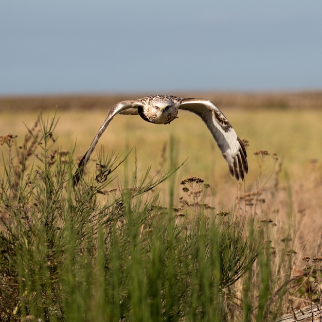 Uitzicht op vogels op het land