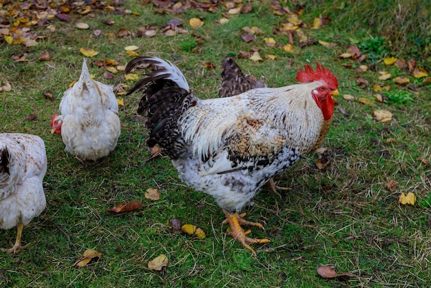 Uitzicht op vogels op het land