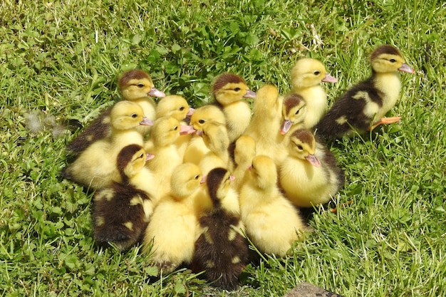 Foto uitzicht op vogels op het veld