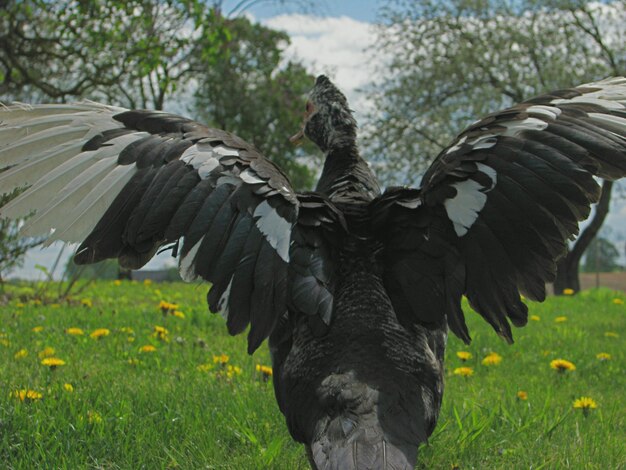 Foto uitzicht op vogels op het veld